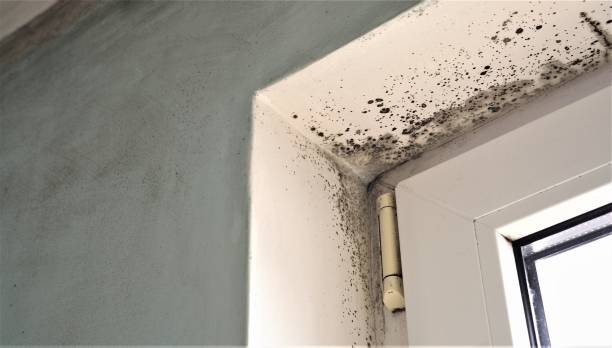 Mold Remediation for Vacation Homes in Raynham Center, MA