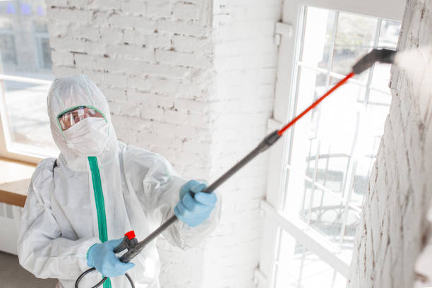 Reliable Raynham Center, MA Mold Removal Solutions