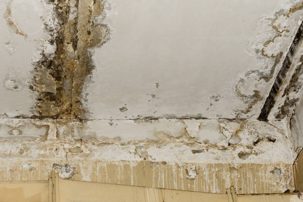 Best Dehumidification Services  in Raynham Center, MA