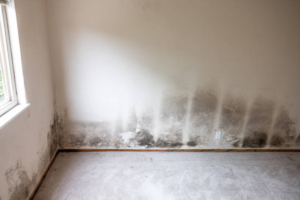 Best Black Mold Removal  in Raynham Center, MA