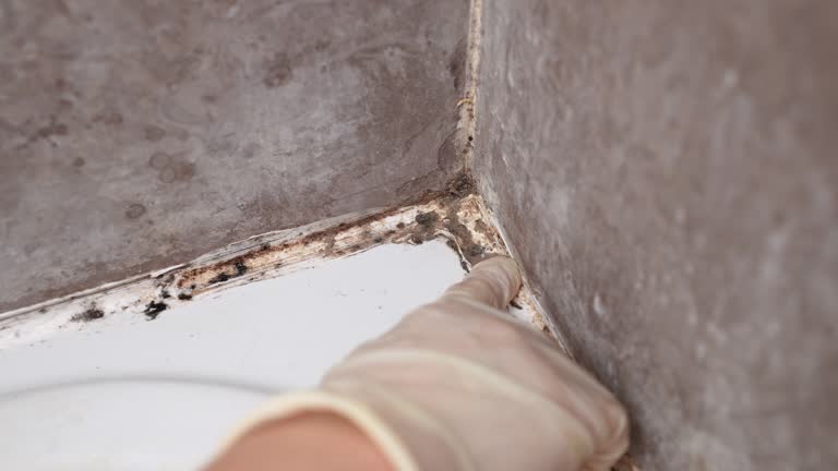 Best Flood Damage  in Raynham Center, MA